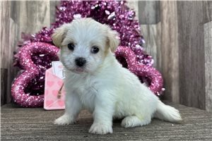 Kurtis - puppy for sale