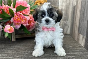 Link - Havanese for sale