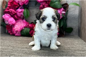 Newton - puppy for sale