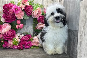 Julian - Havanese for sale