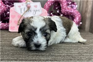 Lance - Havanese for sale