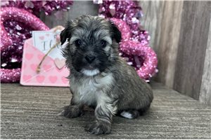 Junebug - puppy for sale