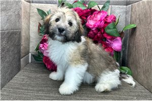 Brock - Havanese for sale