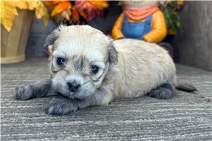Seth - puppy for sale