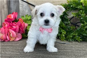 Jeremy - Havanese for sale