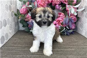 Ben - Havanese for sale