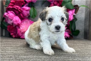 Phineas - puppy for sale