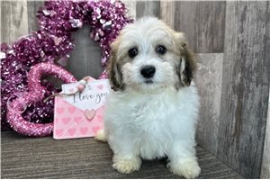 Hector - Havanese for sale