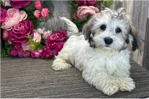 Kaleb - Havanese for sale