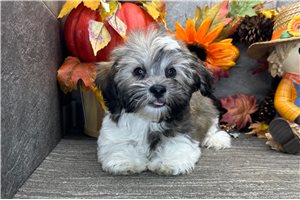 Norman - Havanese for sale