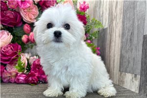 Jeremy - Havanese for sale