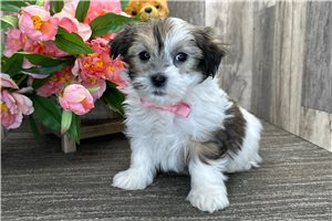 Hadley - Havanese for sale