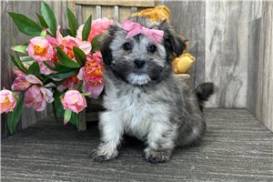 Junebug - Havanese for sale