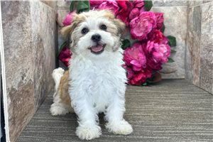 Butter - Havanese for sale
