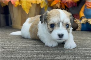 Shakur - Havanese for sale