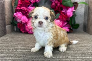 Plum - puppy for sale