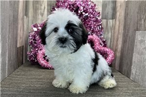 Julian - Havanese for sale