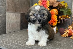Norman - Havanese for sale