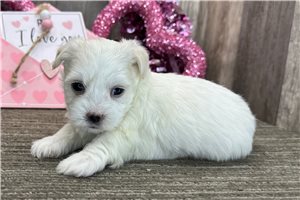 Lilac - Havanese for sale