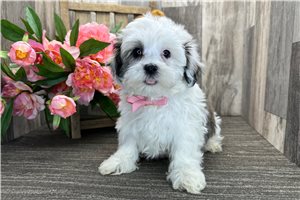 Leopold - Havanese for sale