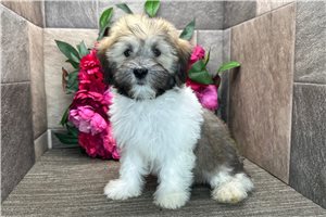 Ben - Havanese for sale
