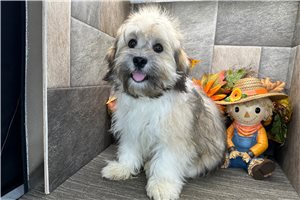 Brock - Havanese for sale