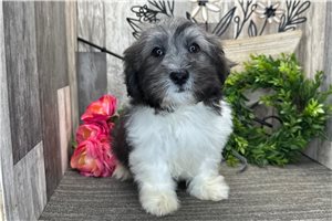 Hickory - Havanese for sale