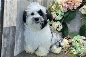 Julian - Havanese for sale