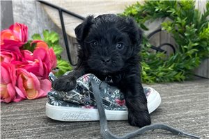 Haven - Havanese for sale