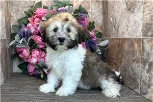 Ben - Havanese for sale