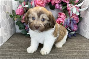 Bugs - Havanese for sale