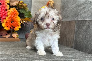 Penelope - Havanese for sale