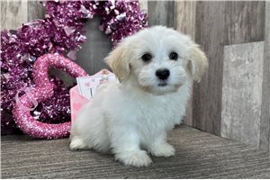 Hamilton - puppy for sale