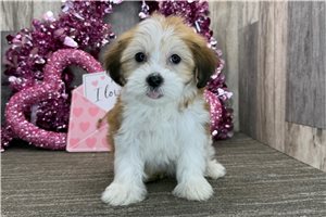 Kora - Havanese for sale