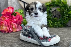 Hadley - puppy for sale