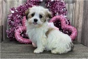 Hillary - puppy for sale