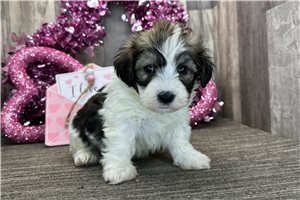Kole - puppy for sale
