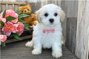 Kurtis - Havanese for sale