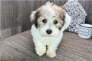 Soloman - puppy for sale