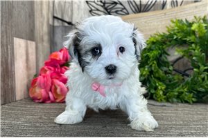 Leopold - Havanese for sale