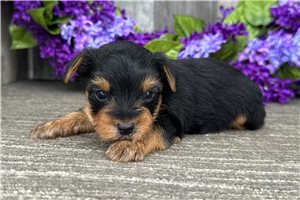 Levi - puppy for sale