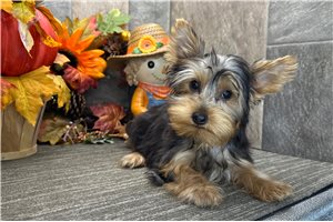 Milton - Yorkie for sale