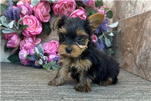 Mycroft - puppy for sale