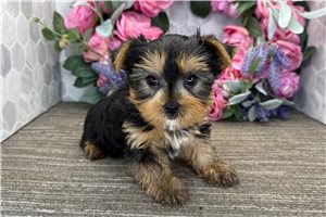 Bruce - Yorkshire Terrier - Yorkie for sale