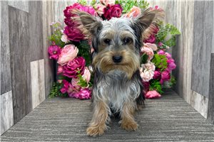 Chad - Yorkshire Terrier - Yorkie for sale