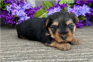 Lady - puppy for sale