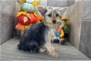 Milo - Yorkie for sale