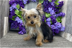 Everett - Yorkshire Terrier - Yorkie for sale