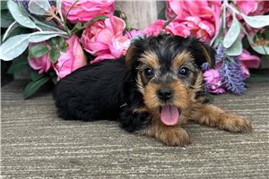 Lucky - Yorkshire Terrier - Yorkie for sale