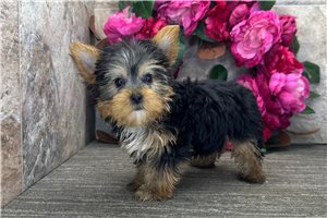Bryce - Yorkshire Terrier - Yorkie for sale